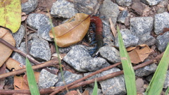 Rhysida brasiliensis