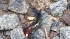 Rhysida brasiliensis