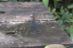 Rhysida brasiliensis