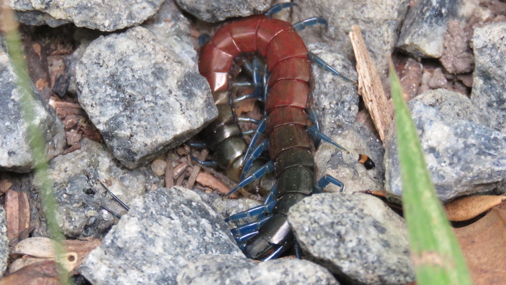 Rhysida brasiliensis