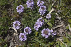 Dontostemon dentatus