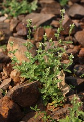 Jamesbrittenia dissecta