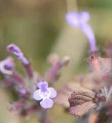 Hedeoma costata