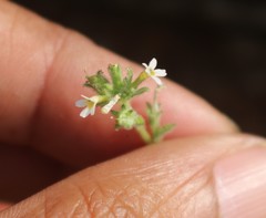 Jamesbrittenia dissecta