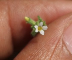 Jamesbrittenia dissecta