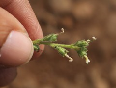 Jamesbrittenia dissecta