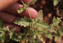Jamesbrittenia dissecta