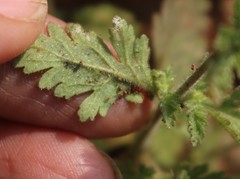 Jamesbrittenia dissecta