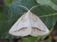 Lychnosea intermicata