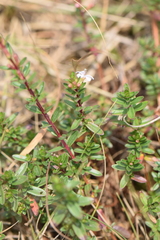 Lythrum gracile