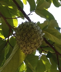 Annona montana