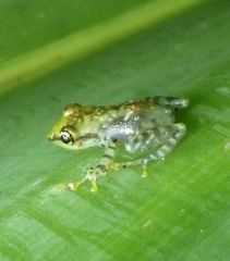 Guibemantis