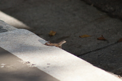 Leiocephalus carinatus