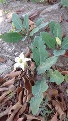 Jaborosa runcinata