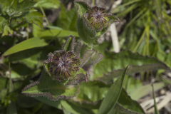 Hypochaeris ciliata