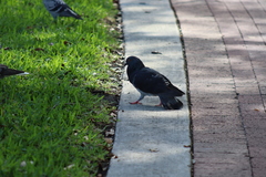 Columba livia domestica