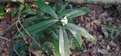 Daphne kiusiana