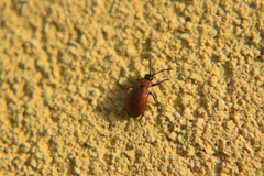 Galeruca melanocephala