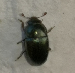 Brassicogethes aeneus