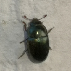 Brassicogethes aeneus