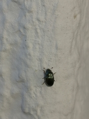 Brassicogethes aeneus