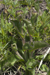 Hypochaeris ciliata