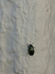 Brassicogethes aeneus