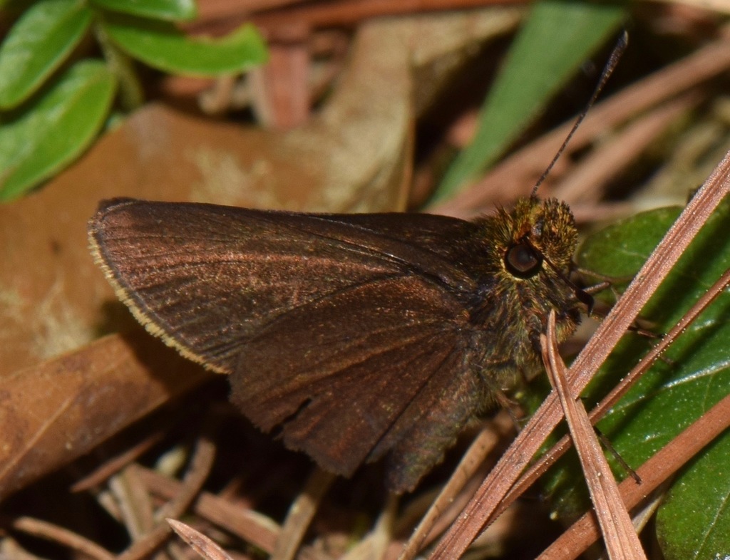 Half-edged Roadside-Skipper