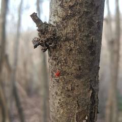 Allothrombium fuliginosum