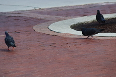 Columba livia domestica