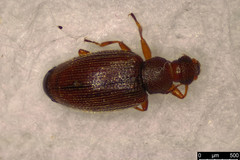 Melanophthalma