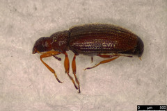 Melanophthalma