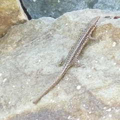 Lacertidae