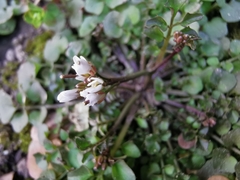 Cardamine hirsuta