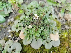 Cardamine hirsuta