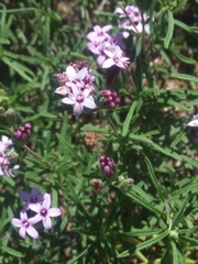 Stevia satureiifolia