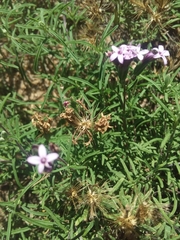 Stevia satureiifolia