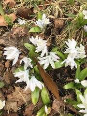 Scilla mischtschenkoana