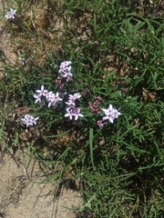 Stevia satureiifolia