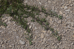 Artemisia desertorum