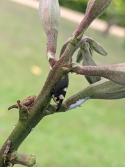Enchophyllum quinquemaculatum