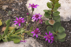 Senecio cymbalarifolius