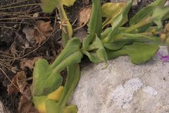 Senecio cymbalarifolius