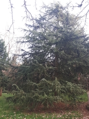 Cedrus deodara