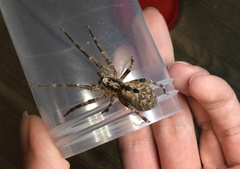 Zoropsis spinimana