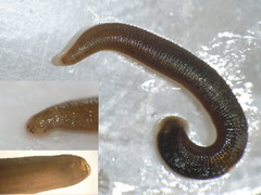 Erpobdella testacea