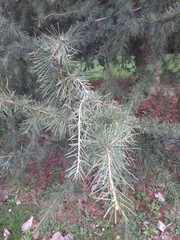 Cedrus deodara