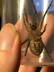 Zoropsis spinimana