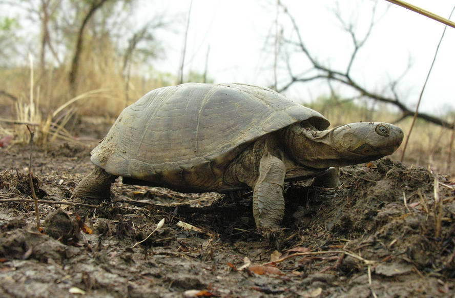 West African Mud Turtle (HX - Fauna of the Bissagos) · iNaturalist