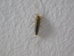 Ctenolepisma